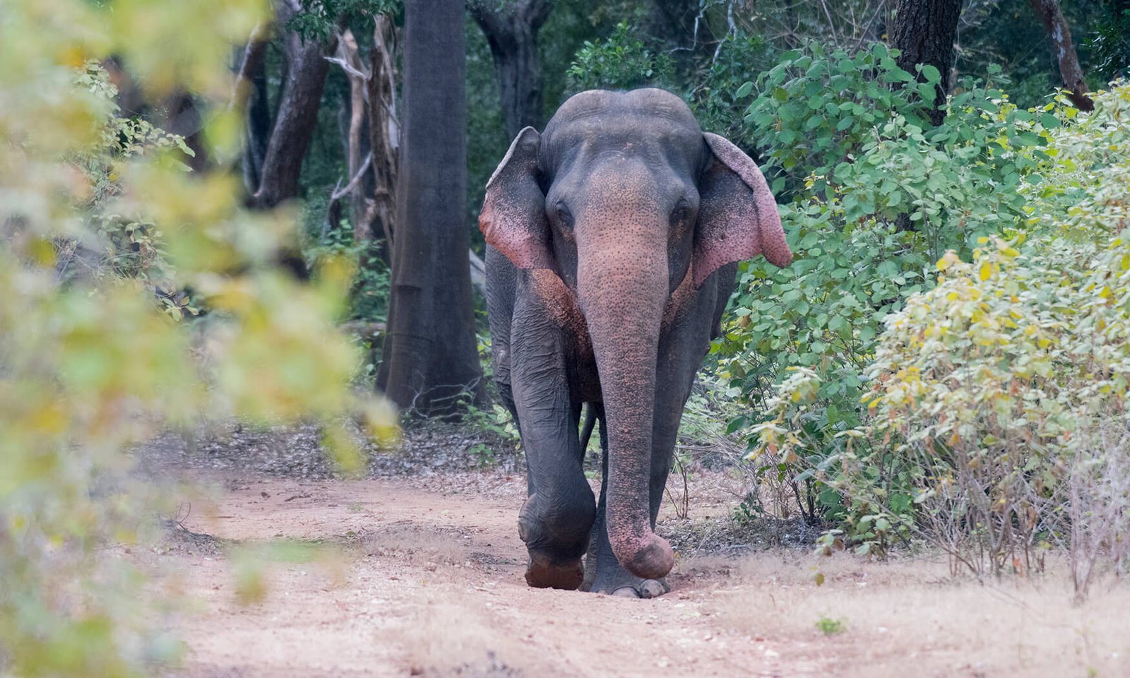 Watch Elephants in Yala