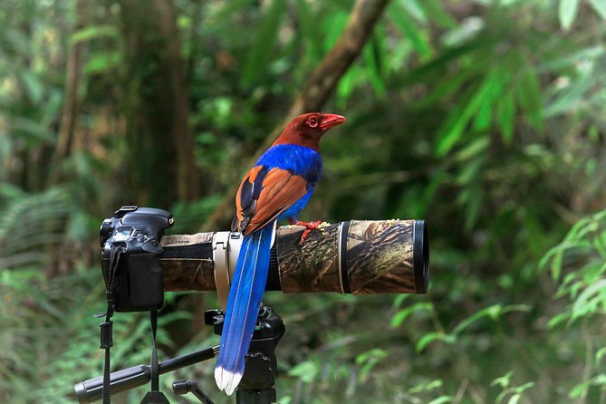 Birdwatching in Belihuloya
