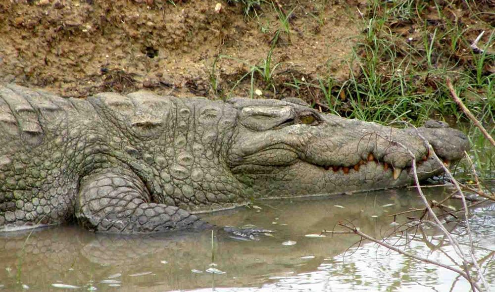 Reptiles in Yala