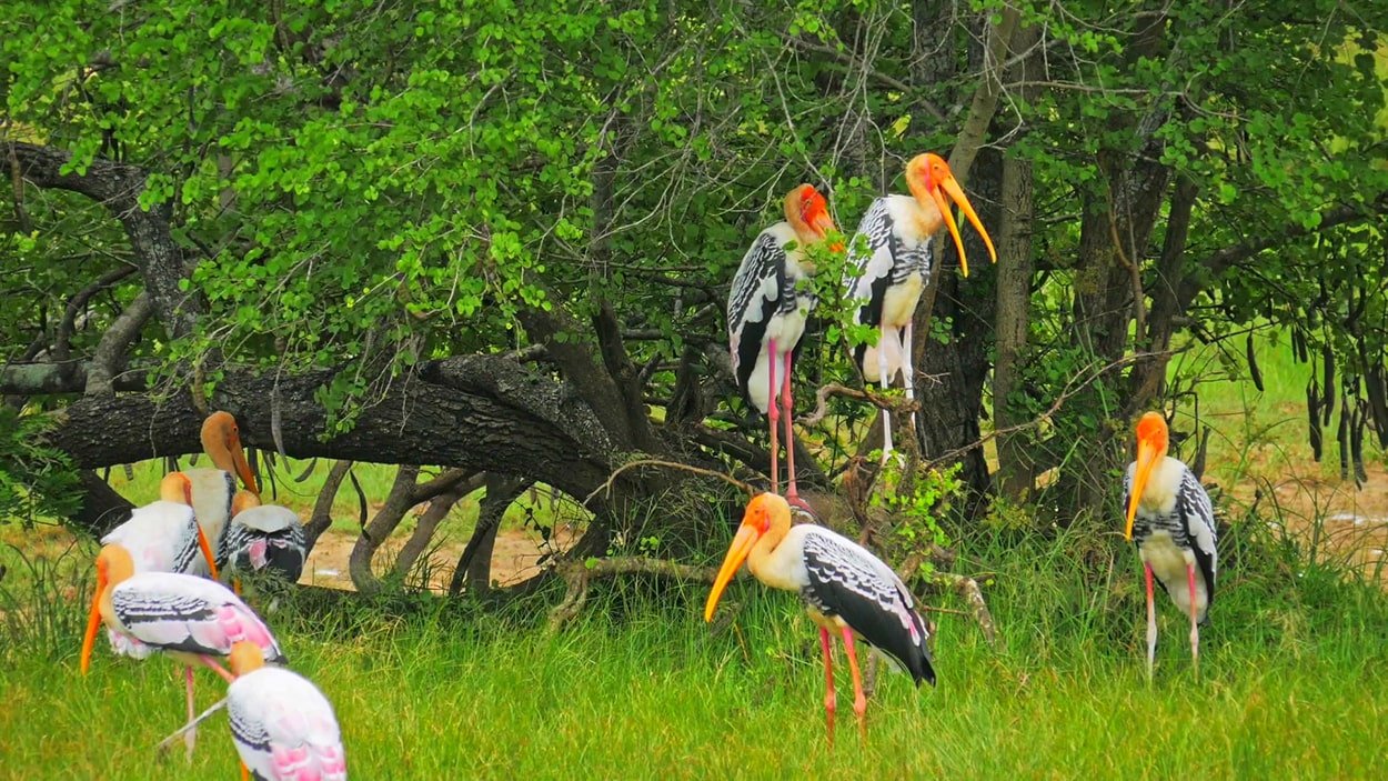 Bird Watching in Yala
