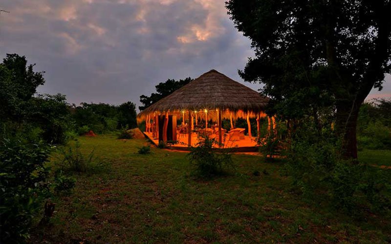 Watch Elephants in Yala