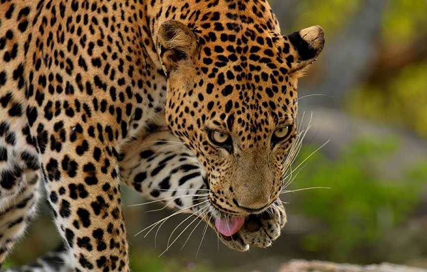 Leopard Spotting in Yala